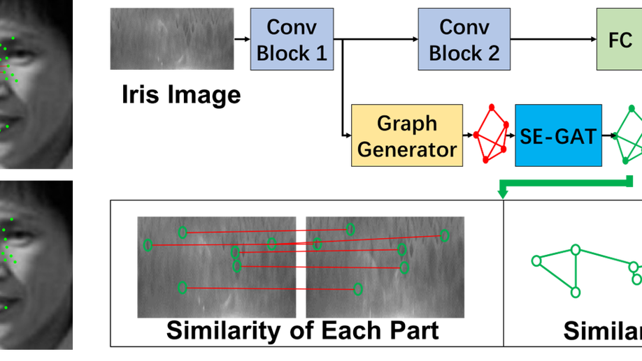 Dynamic Graph Representation for Occlusion Handling in Biometrics
